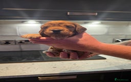 Cockapoo dogs for sale: Cockapoo Puppies - Image 14