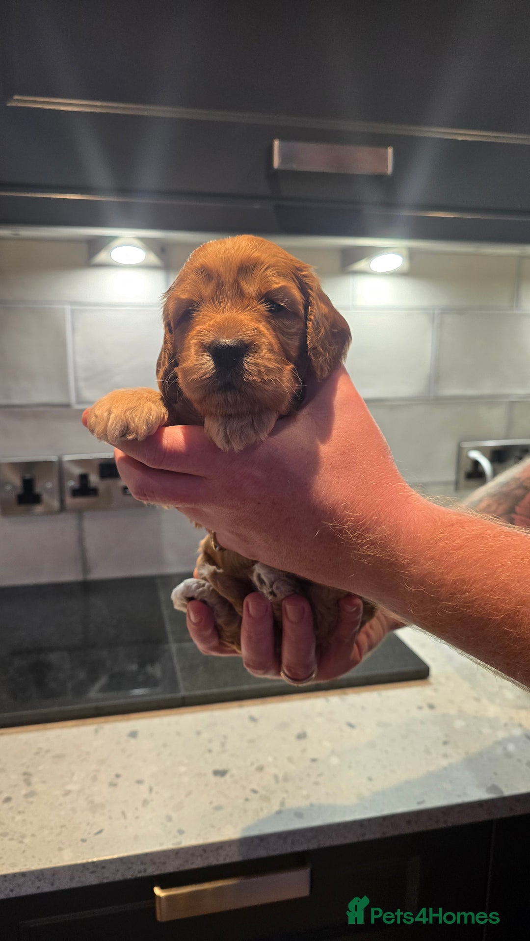Cockapoo dogs for sale: Cockapoo Puppies - Image 14