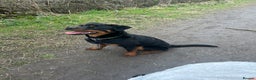 Rottweiler dogs for sale: 1 year old Rottweiler  - Advert 8