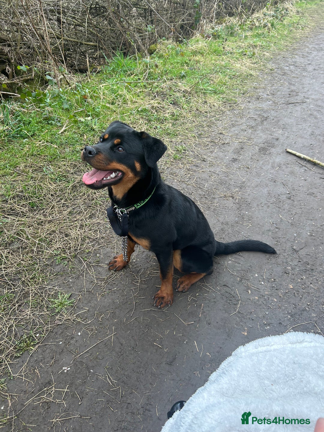 Rottweiler dogs for sale: 1 year old Rottweiler  - Advert 8