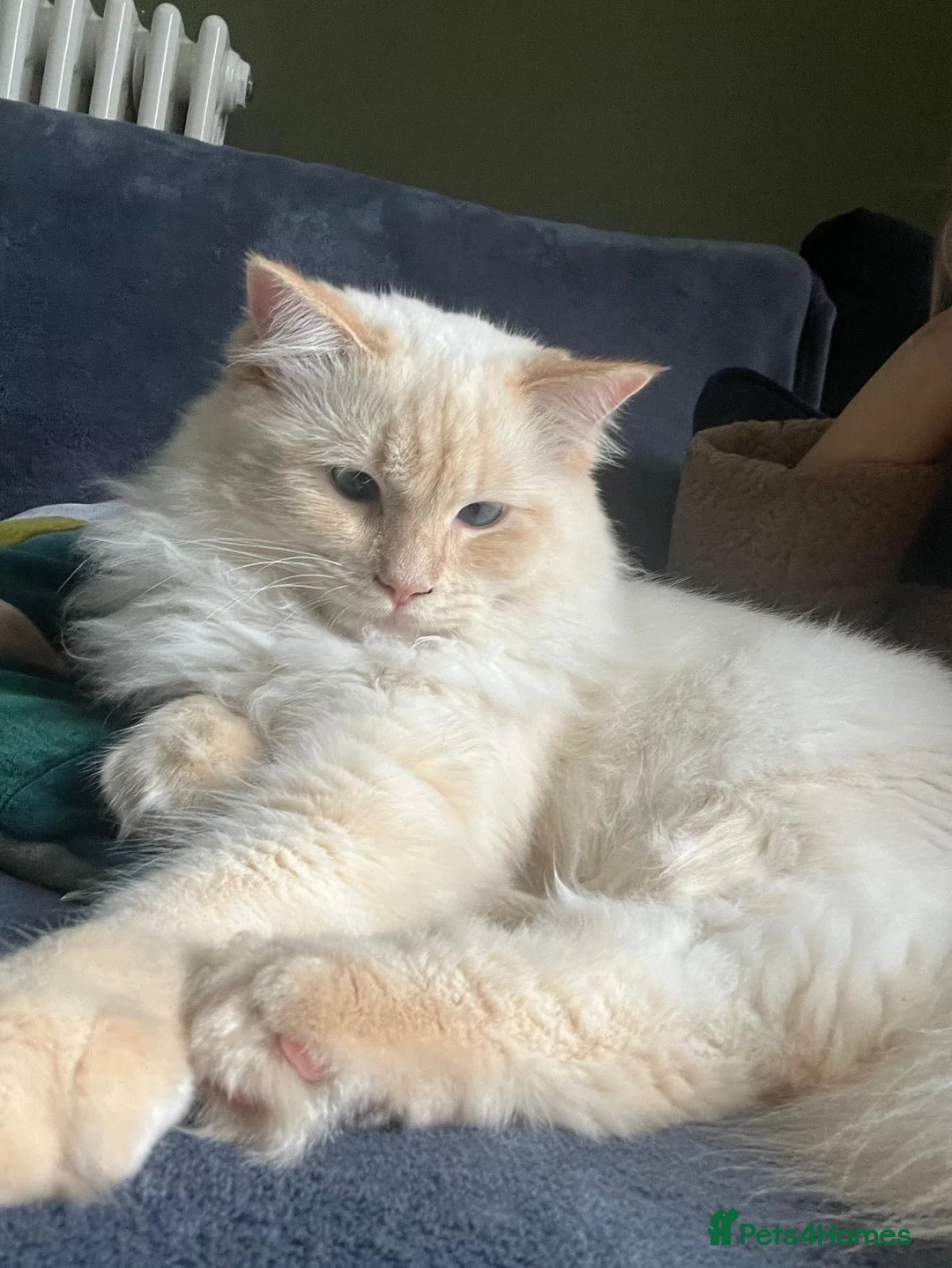 Ragdoll cats for sale: Male Ragdoll cat (neutered) 10 months  in Hartlepool - Advert 2