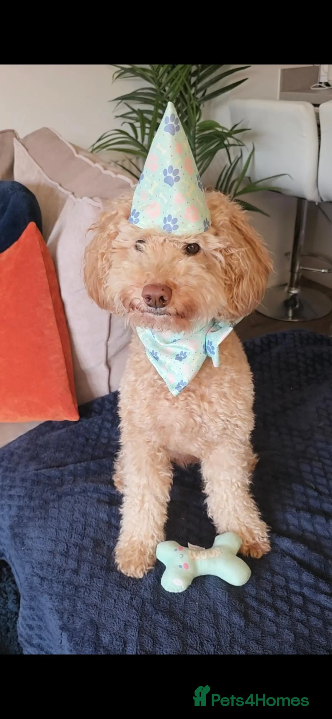 Miniature Poodle dogs for stud: Handsome Apricot Miniature Poodle – Proven Stud 🐩 - Advert 2
