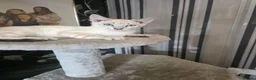 Bengal cats for sale: Bengal x kittens  - Advert 2