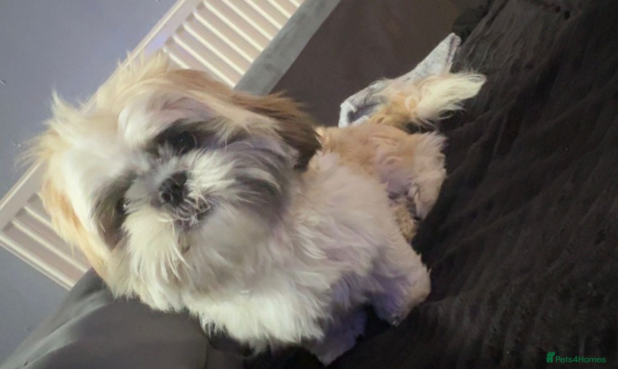 Shih Tzu dogs for sale: Shih Tzu in Nelson - Advert 5