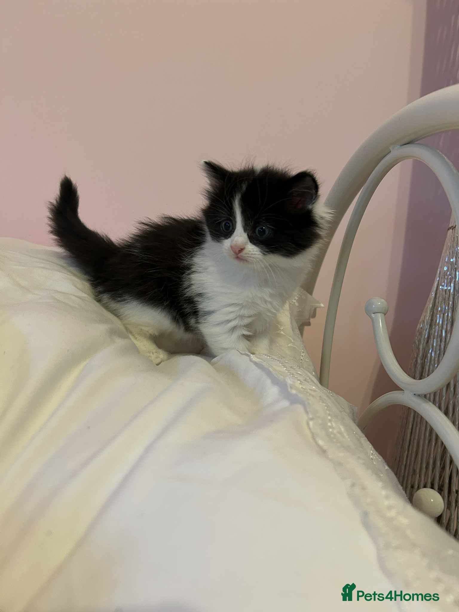 Mixed Breed cats Beautiful kittens long hair  - Advert 3