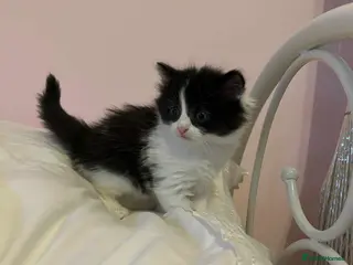 Mixed Breed cats Beautiful kittens long hair - Advert 3