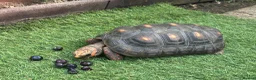 Tortoise reptiles for sale: Beautiful female red foot tortoise  in Woking - Advert 4
