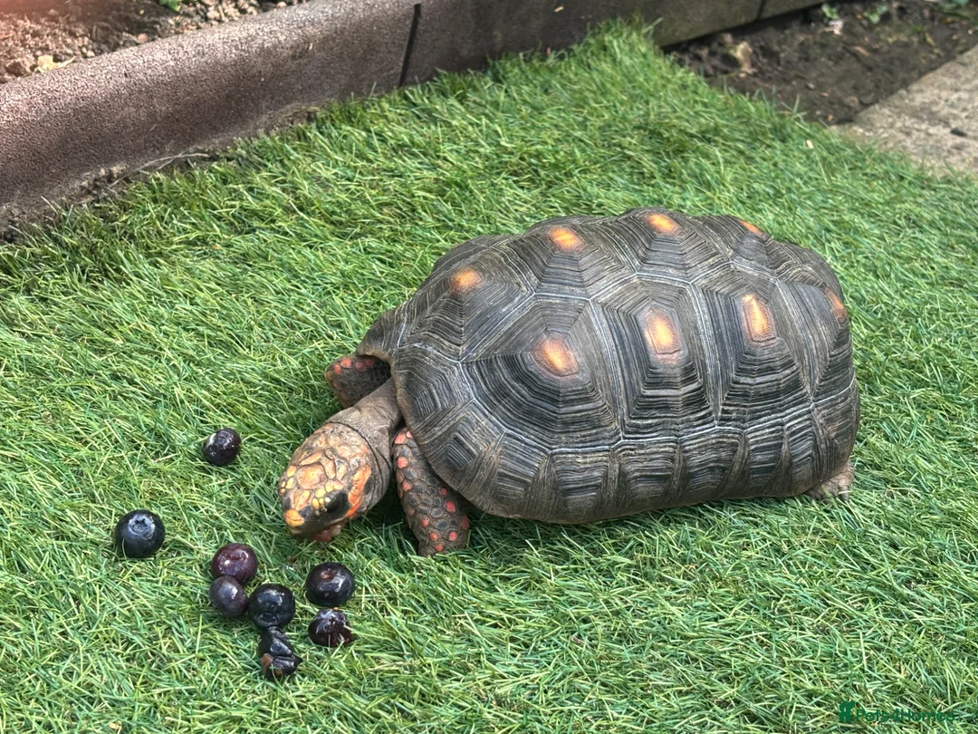 Tortoise reptiles for sale: Beautiful female red foot tortoise  in Woking - Advert 4