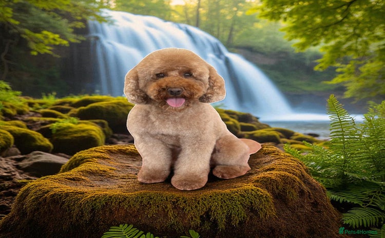 Miniature Poodle dogs in Market Drayton - Advert 8