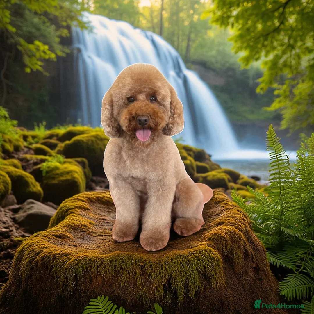 Miniature Poodle dogs for stud: Kc reg apricot  dna fully tested min poodle stud in Market Drayton - Advert 3