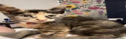 Siamese cats for sale:  Half Siamese tortie kitten loving for lovin home  in Blackpool - Advert 2