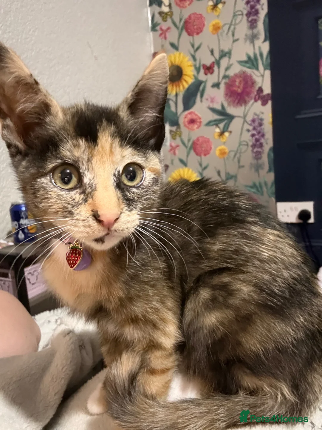 Siamese cats for sale:  Half Siamese tortie kitten loving for lovin home  in Blackpool - Advert 2