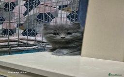 Ragdoll cats for sale: Ragdoll kittens  - Image 4