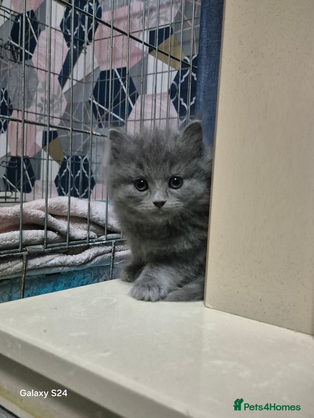 Ragdoll cats for sale: Ragdoll kittens  - Image 4