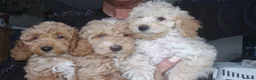 Cockapoo dogs for sale: X3 F1b cockapoo  - Advert 19