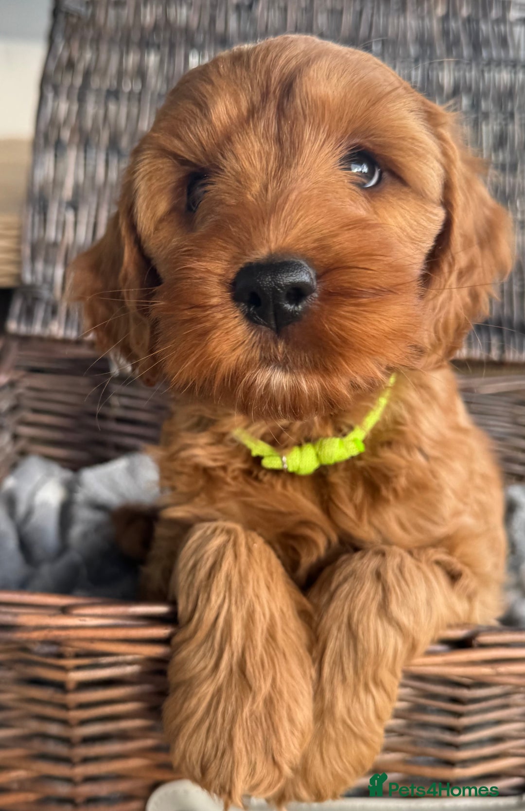 Cockapoo dogs for sale: Cockapoo Litter Due 25th January  - Advert 27
