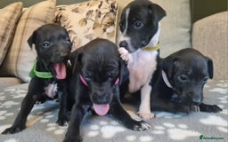 Italian Greyhound dogs for sale: Italian greyhounds - Image 3