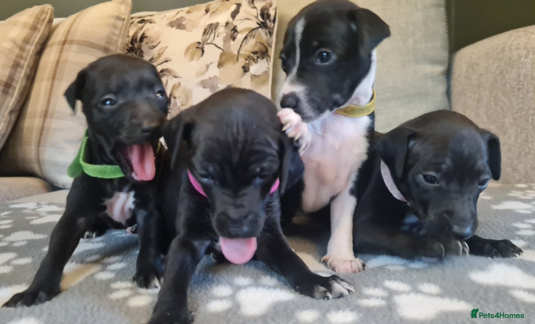 Italian Greyhound dogs for sale: Italian greyhounds - Image 3