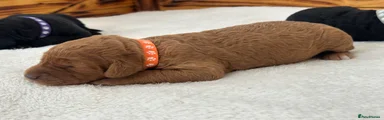 Miss Orange