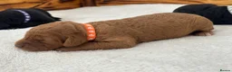 Labradoodle dogs for sale: Extensively Health Tested F1 Miniature Labradoodle - Advert 29