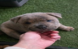 Mixed Breed dogs for sale: Chaffy puppies Chow x Staffy - Advert 11