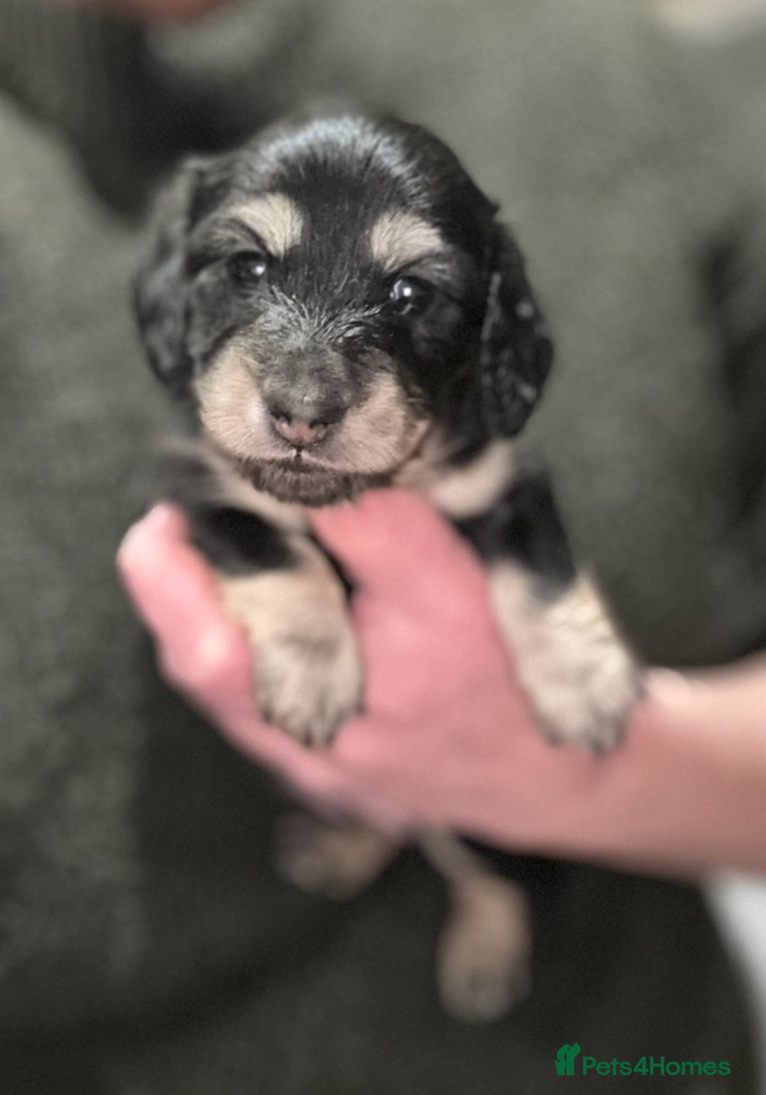 Miniature Dachshund dogs for sale: Miniature Long Haired Dachshund  - Advert 4