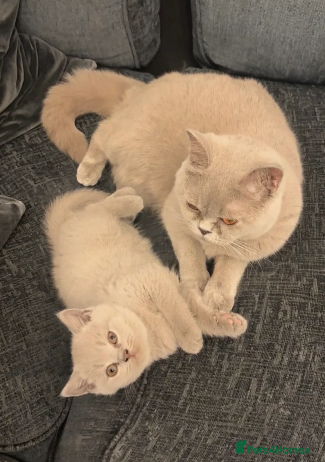 British Shorthair cats for sale: Lilac British short hair kitten  in Derby - Advert 2