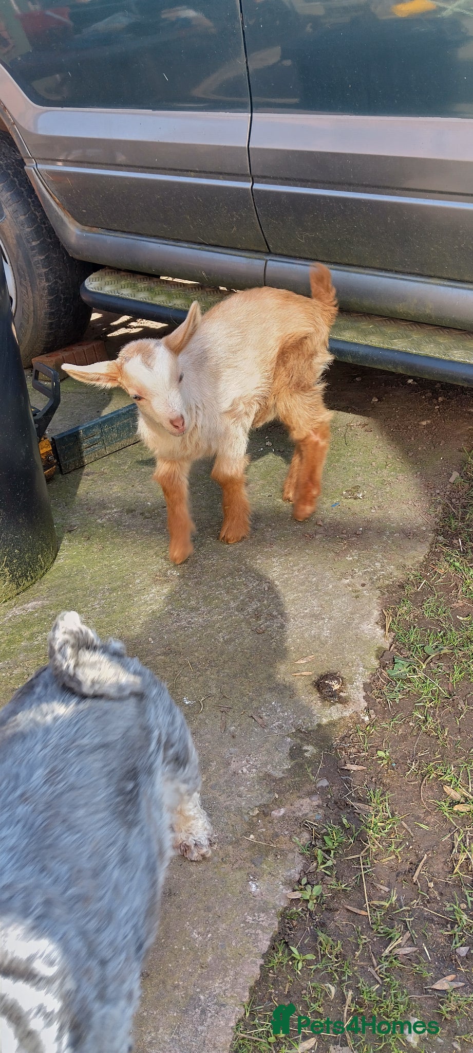 Goats livestock golden Guernsey wether kid  - Advert 8