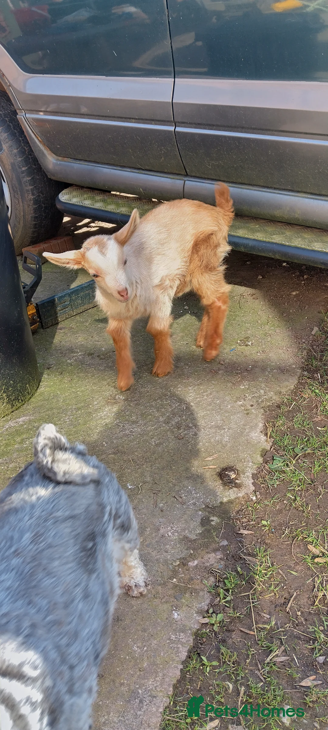 Goats livestock for sale: golden Guernsey wether kid  - Advert 1