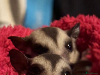 Sugar Glider rodents sugar gliders (breeding pair) + set up - Advert 2