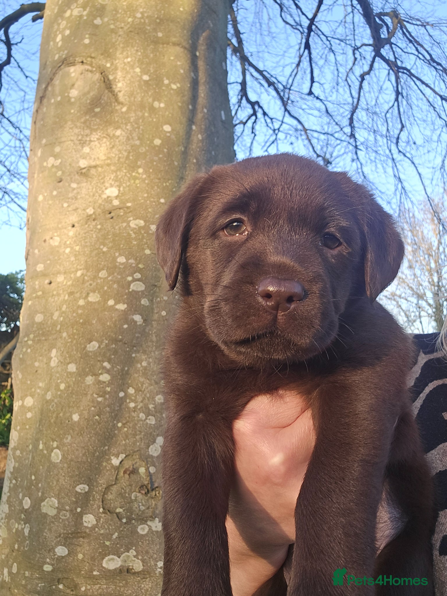Labrador Retriever dogs Labrador Puppies - Ready Mid April  - Advert 1
