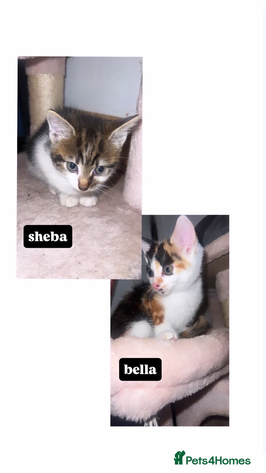 Mixed Breed cats female kittens - Advert 1