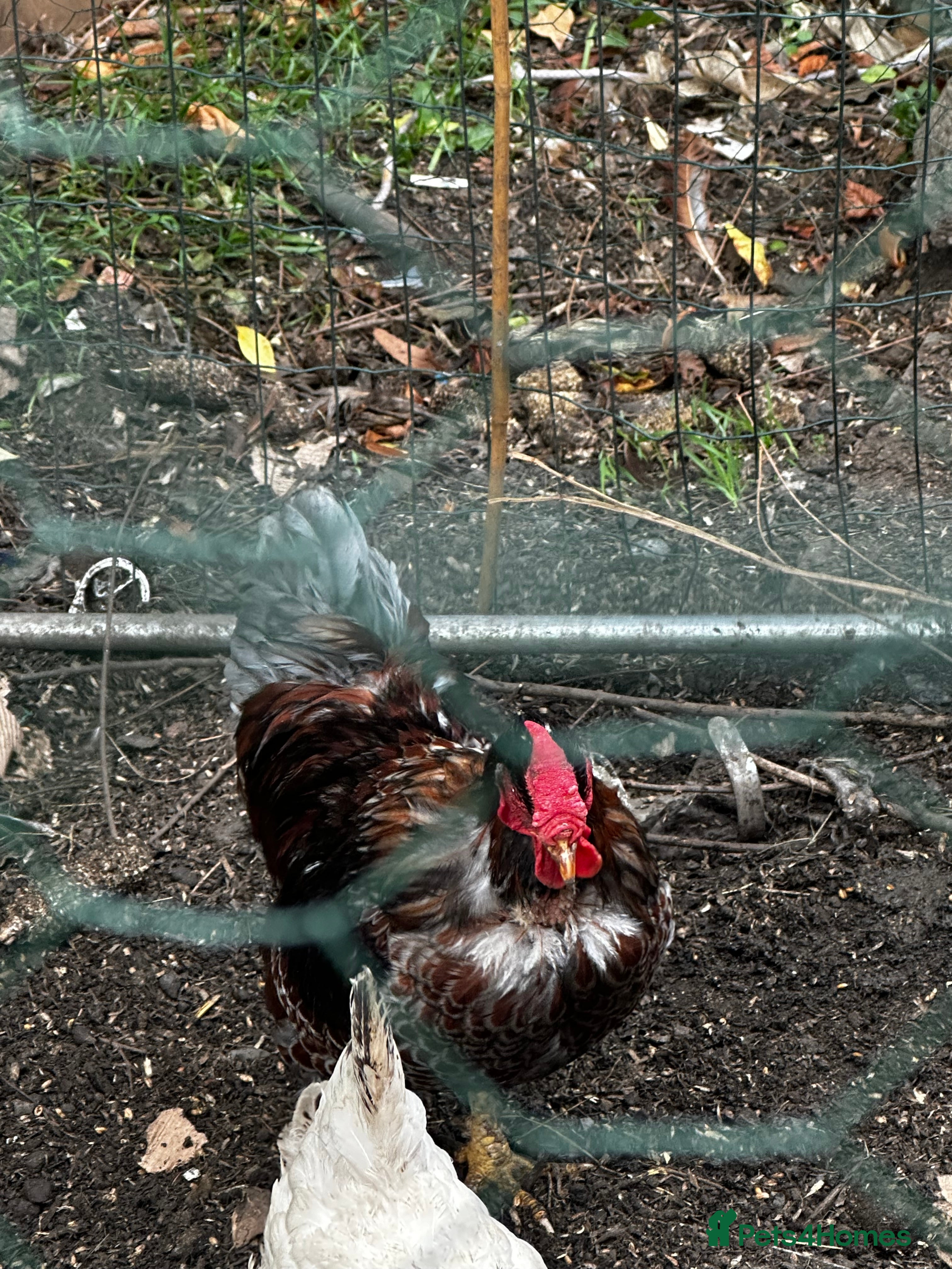 Chickens poultry Wyandotte Bantam rooster  - Advert 22