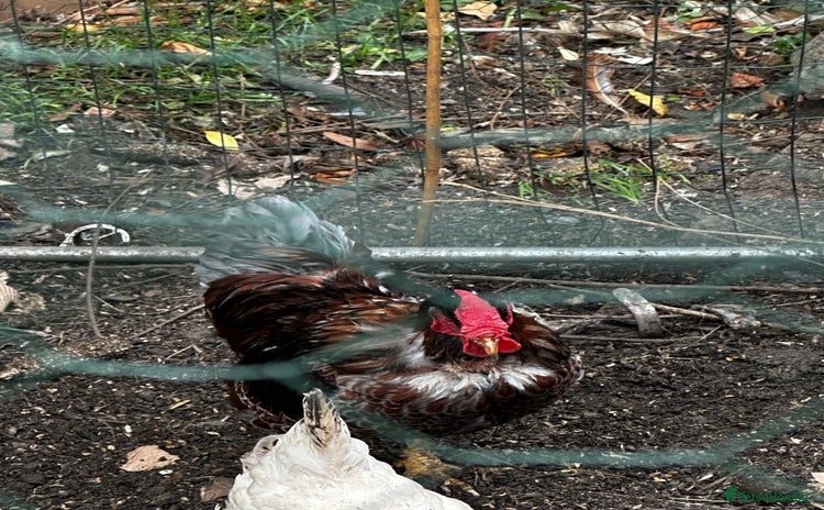 Chickens poultry - Advert 9