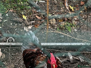 Chickens poultry - Advert 3