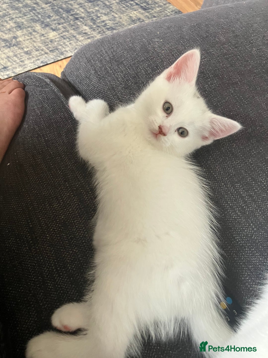 Scottish Fold cats for sale: Scottish fold & Khao Manee mix sisters - Image 23