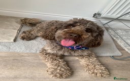 Cockapoo dogs for stud: Milo for stud - Image 3