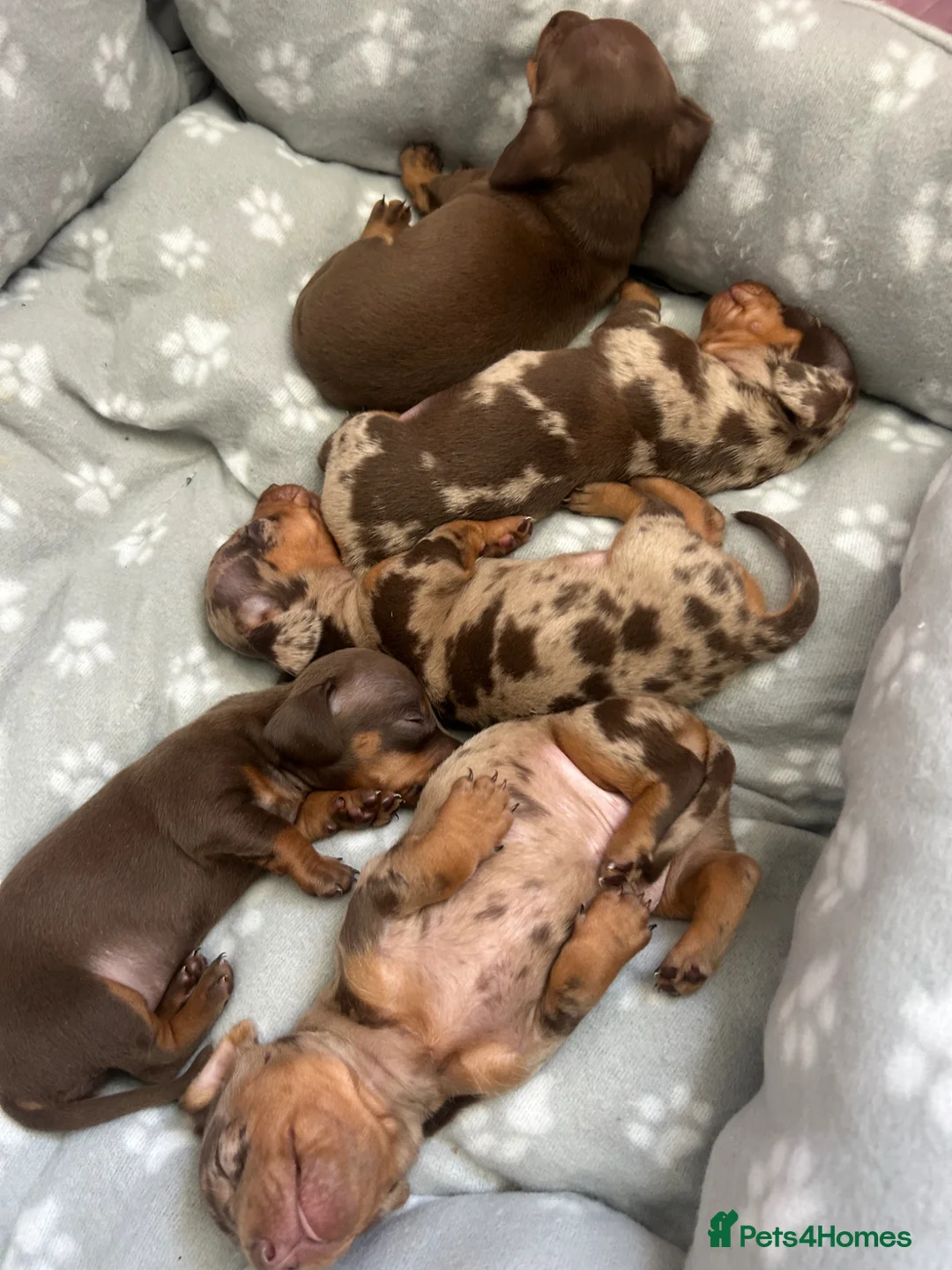 Dachshund dogs for sale: Delilah’s puppies - Advert 2