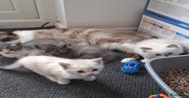 Ragdoll cats - Advert 4