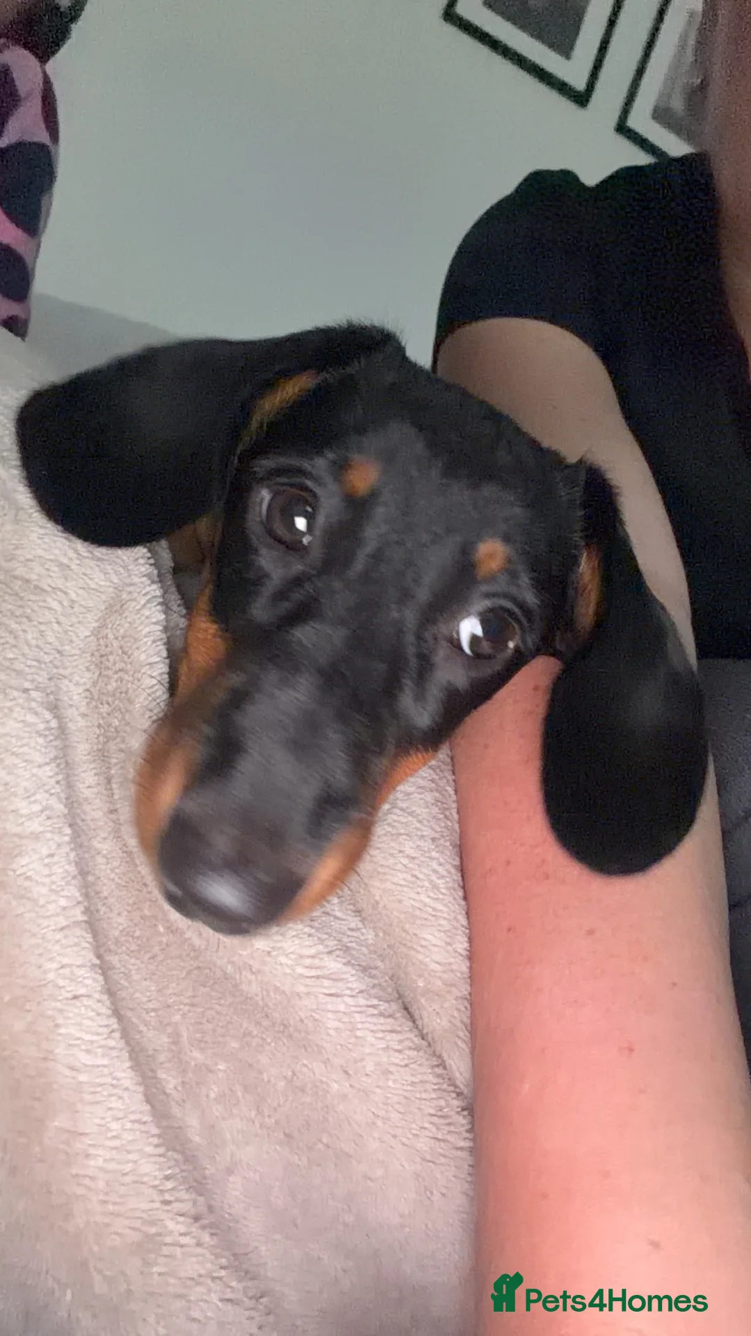 Miniature Dachshund dogs for sale: Miniature Dachshund 4 months old  in Peterlee - Advert 3