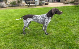 German Shorthaired Pointer dogs for sale: GSP puppies for sale - Image 2