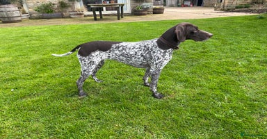 German Shorthaired Pointer dogs - Advert 5
