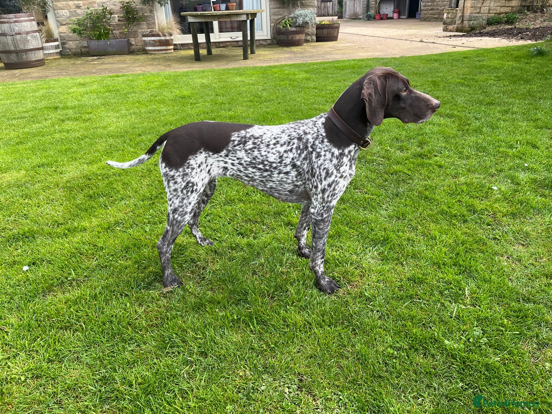 German Shorthaired Pointer dogs for sale: GSP puppies for sale - Image 2