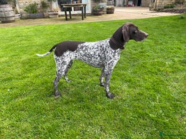 German Shorthaired Pointer dogs - Advert 1