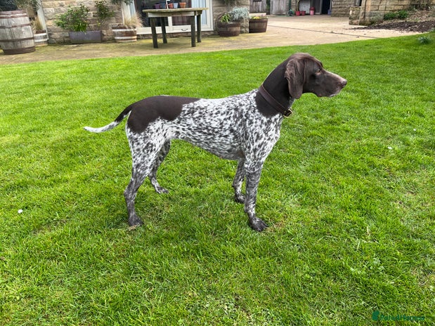 German Shorthaired Pointer dogs - Advert 1