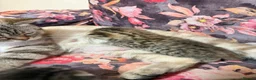 British Shorthair cats for sale: Quality British shorthair kittens  - Advert 5