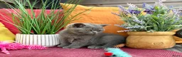 British Shorthair cats for sale: British Shorthairs**READY NOW** - Advert 11