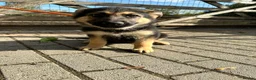 German Shepherd dogs for sale: GERMAN SHEPHERD PUPPIES 4 BOYS & 2 GIRLS - Advert 5