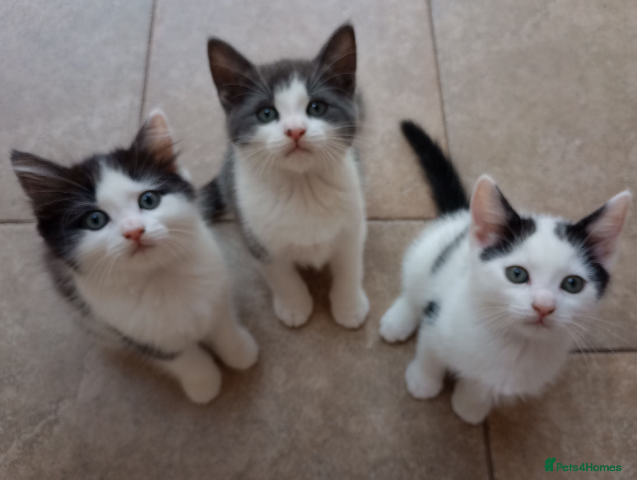 Ragdoll cats *One left* Ragdoll/Chinchilla Persian kitten - Advert 12