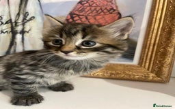 Bengal cats for sale: Ready now! Stunning loving family kittens  - Image 4